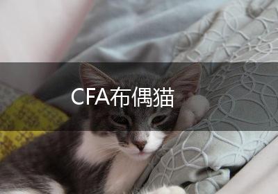 CFA布偶猫