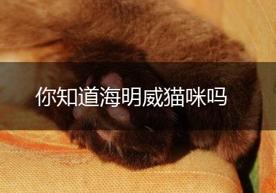 你知道海明威猫咪吗