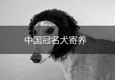 中国冠名犬寄养