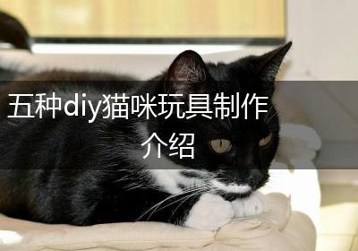 五种diy猫咪玩具制作介绍