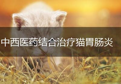 中西医药结合治疗猫胃肠炎