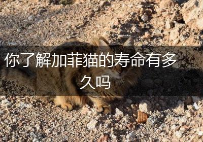 你了解加菲猫的寿命有多久吗