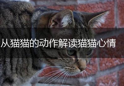 从猫猫的动作解读猫猫心情