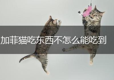 加菲猫吃东西不怎么能吃到