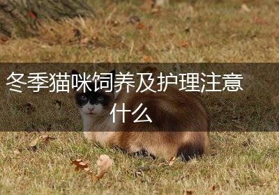 冬季猫咪饲养及护理注意什么