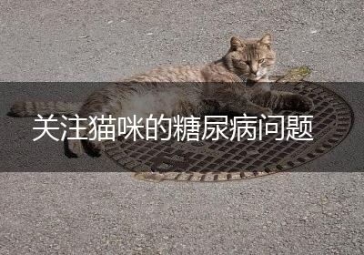 关注猫咪的糖尿病问题