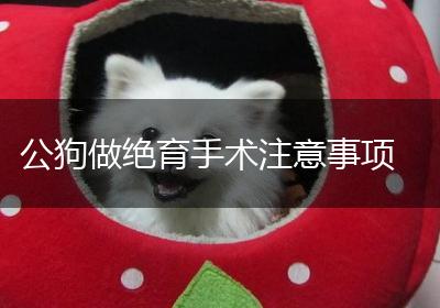 公狗做绝育手术注意事项