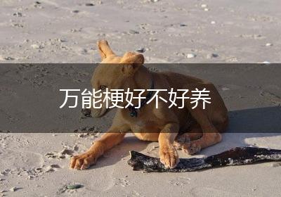 万能梗好不好养
