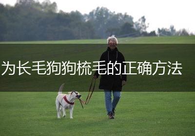 为长毛狗狗梳毛的正确方法