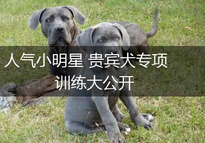 人气小明星 贵宾犬专项训练大公开
