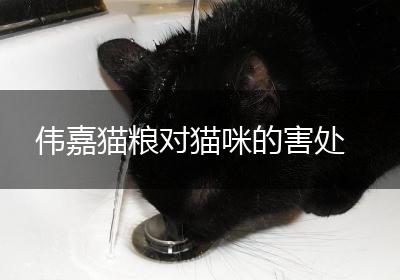 伟嘉猫粮对猫咪的害处