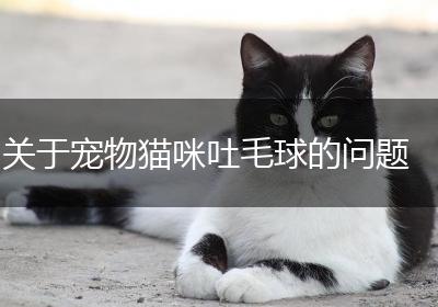关于宠物猫咪吐毛球的问题