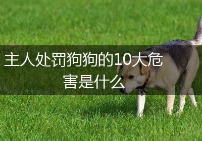 主人处罚狗狗的10大危害是什么