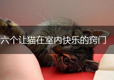 六个让猫在室内快乐的窍门