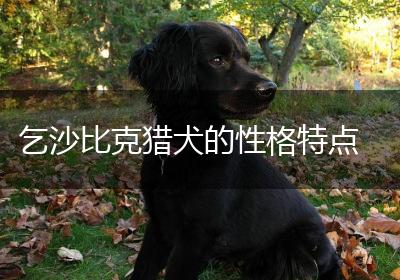 乞沙比克猎犬的性格特点