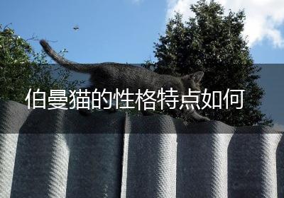 伯曼猫的性格特点如何