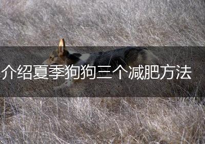 介绍夏季狗狗三个减肥方法
