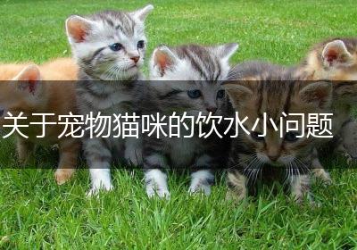 关于宠物猫咪的饮水小问题