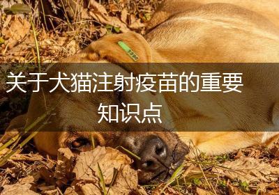 关于犬猫注射疫苗的重要知识点