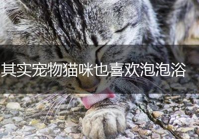 其实宠物猫咪也喜欢泡泡浴