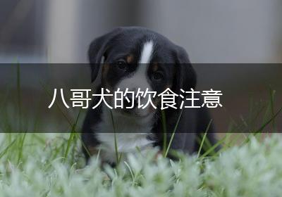 八哥犬的饮食注意