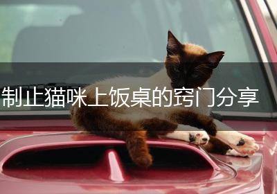 制止猫咪上饭桌的窍门分享