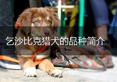 乞沙比克猎犬的品种简介