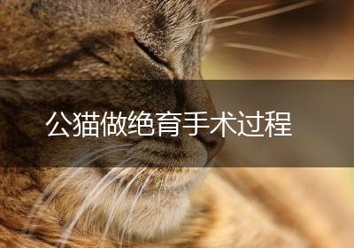 公猫做绝育手术过程