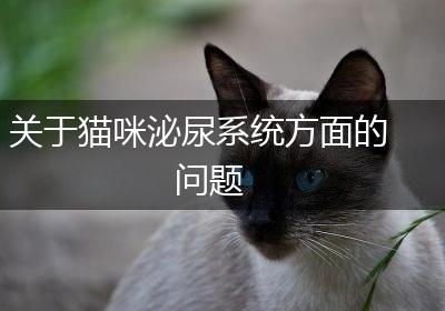 关于猫咪泌尿系统方面的问题