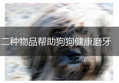 二种物品帮助狗狗健康磨牙