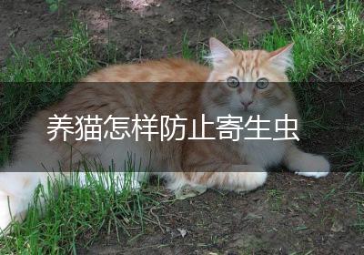 养猫怎样防止寄生虫
