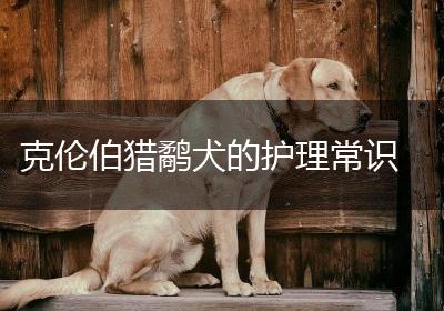 克伦伯猎鹬犬的护理常识