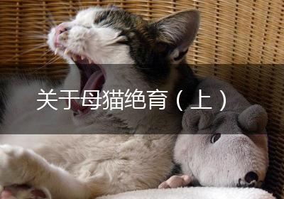 关于母猫绝育（上）