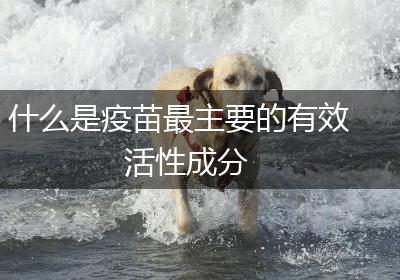 什么是疫苗最主要的有效活性成分