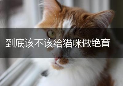 到底该不该给猫咪做绝育