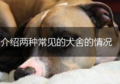 介绍两种常见的犬舍的情况