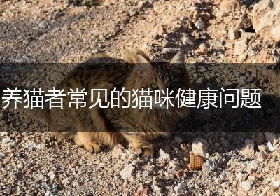 养猫者常见的猫咪健康问题