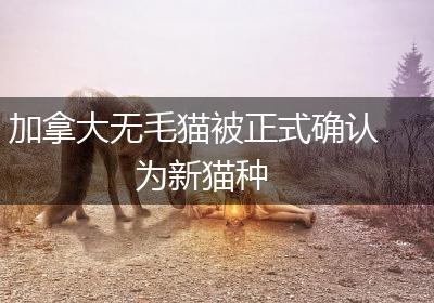 加拿大无毛猫被正式确认为新猫种