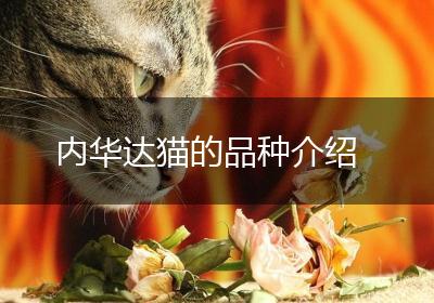 内华达猫的品种介绍