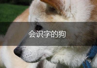 会识字的狗