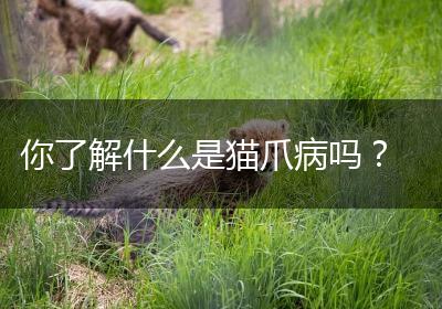 你了解什么是猫爪病吗？