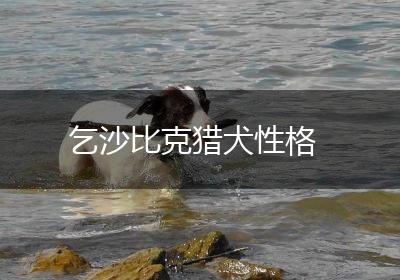 乞沙比克猎犬性格