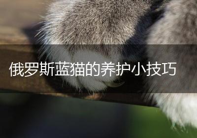 俄罗斯蓝猫的养护小技巧