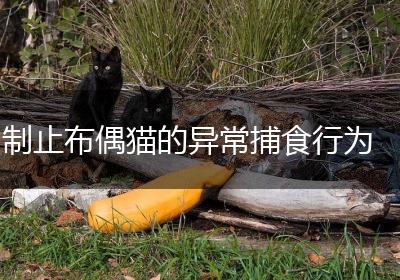 制止布偶猫的异常捕食行为