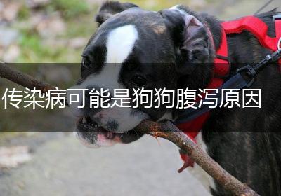 传染病可能是狗狗腹泻原因