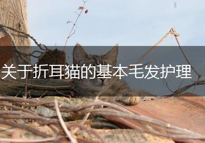 关于折耳猫的基本毛发护理