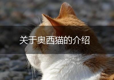 关于奥西猫的介绍