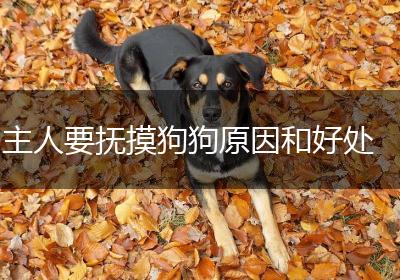 主人要抚摸狗狗原因和好处