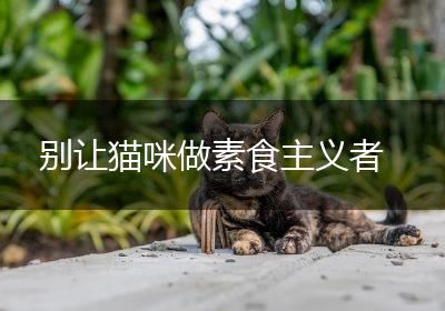 别让猫咪做素食主义者
