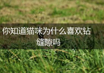 你知道猫咪为什么喜欢钻缝隙吗
